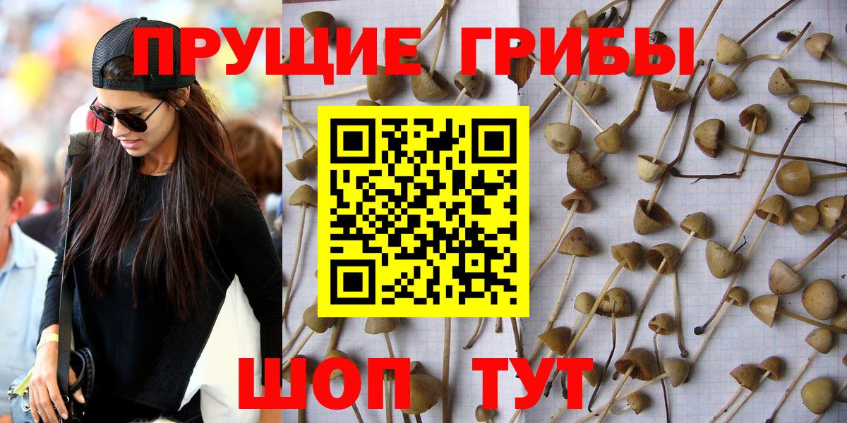 Псилоцибиновые грибы Psilocybe  Галлюциногенные грибы прущие грибы  Вход с VPN  Донской 
